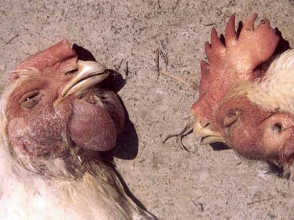 Nhìn thấy con gà chết đánh số gì mang lại vận may lớn?