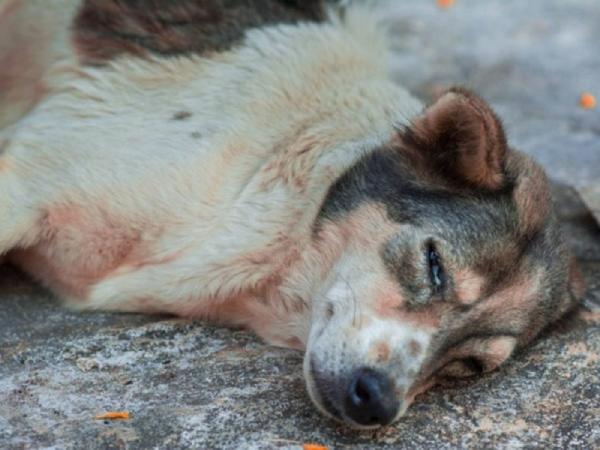 Mẹo xua đuổi xui xẻo khi nằm mơ thấy chó chết