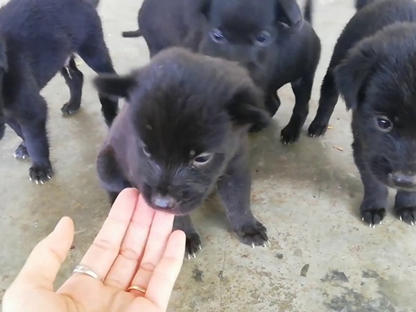 Mơ thấy đàn chó con màu đen, màu trắng có điềm gì?