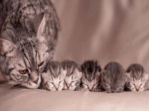 Nằm mơ thấy mèo đẻ con đen – Bí ẩn của điềm báo huyền bí