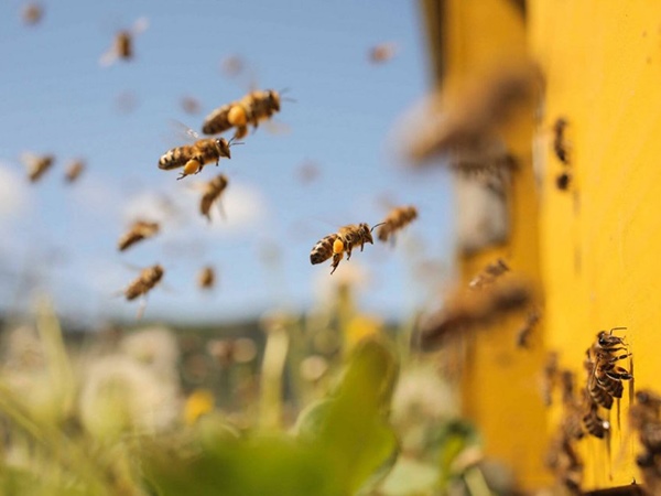 Nằm mơ thấy đàn ong có điềm báo gì, tốt hay xấu?